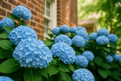 Гортензія садова